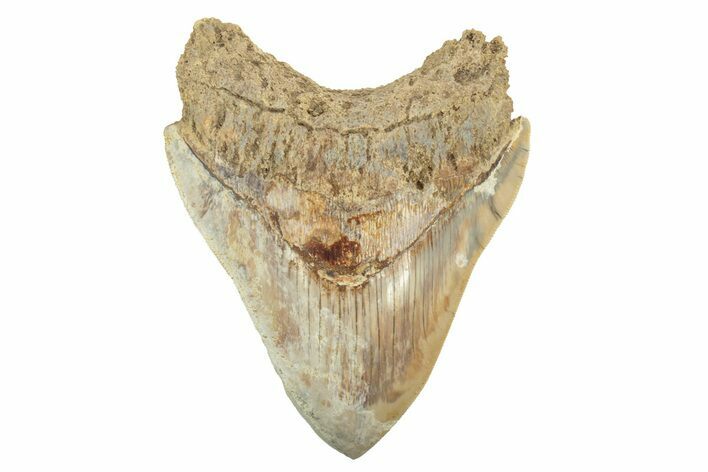 Serrated, Fossil Megalodon Tooth - West Java, Indonesia #226245